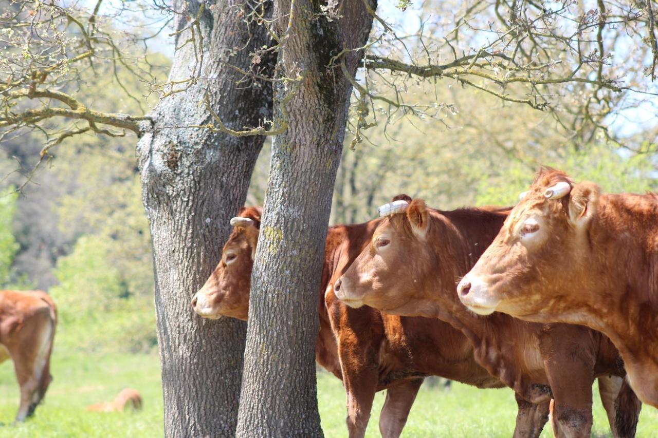 Gites Et Roulottes Au Domaine De La Trille Sainte-Foi Exteriör bild